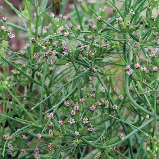 Flowering green herb with delicate pink blossoms and small green seed pods.