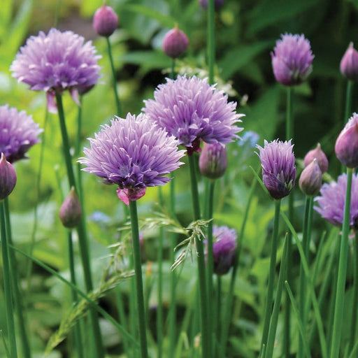 Vibrant purple chive flowers and buds blooming in a lush green herb garden. Fresh edible culinary herbs.