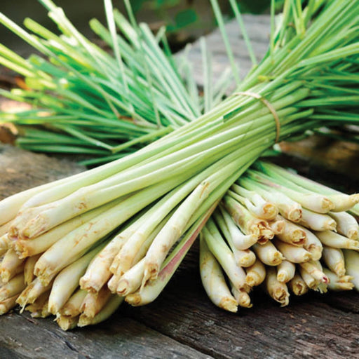 Two bundles of fresh lemongrass with green leaves and pale stalks on rustic wood. Aromatic culinary herb.