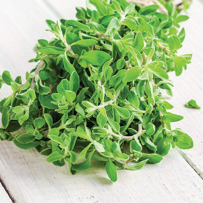Fresh green oregano sprigs bundled on a white wooden table. Aromatic culinary herb.