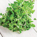 Fresh green oregano sprigs bundled on a white wooden table. Aromatic culinary herb.