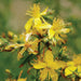 Vibrant yellow St. John's Wort flowers (Hypericum perforatum) with prominent stamens on a green background.