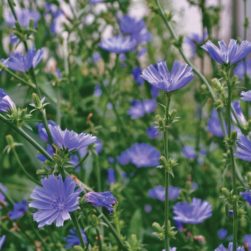 Vibrant blue chicory wildflowers in a lush green field. Edible, medicinal plant with delicate petals.