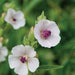 White mallow flowers with prominent purple stamens and green foliage.