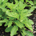 Vibrant green plant with textured, serrated leaves in dark garden soil. Fresh leafy greens or herb plant.
