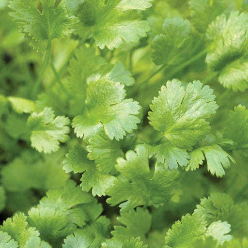 Fresh green cilantro leaves, close-up of vibrant coriander herbs growing.