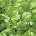 Fresh green cilantro leaves, close-up of vibrant coriander herbs growing.