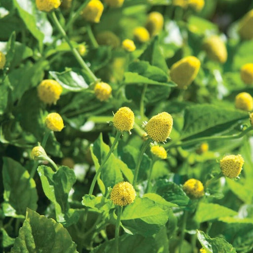Vibrant yellow Spilanthes flowers (buzz buttons) & green leaves. Toothache plant in bloom.