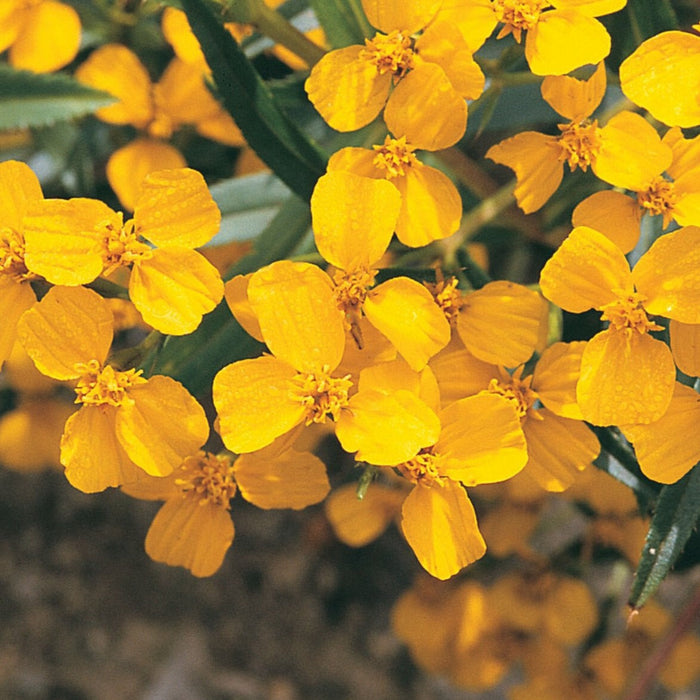 Vibrant yellow garden flowers in full bloom, surrounded by green leaves, with glistening water droplets.