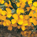 Vibrant yellow garden flowers in full bloom, surrounded by green leaves, with glistening water droplets.