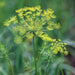 Fresh dill plant with delicate yellow umbrella-shaped flowers and fine green foliage.