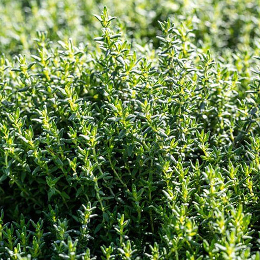Fresh green thyme herbs growing in a vibrant garden, perfect for culinary use.