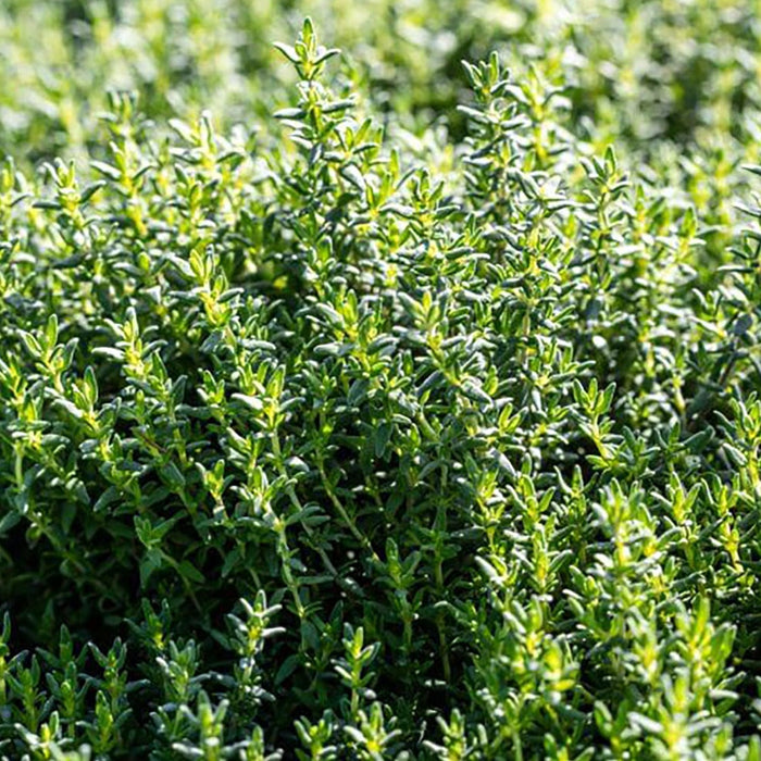 Fresh green thyme herbs growing in a vibrant garden, perfect for culinary use.