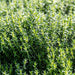 Fresh green thyme herbs growing in a vibrant garden, perfect for culinary use.