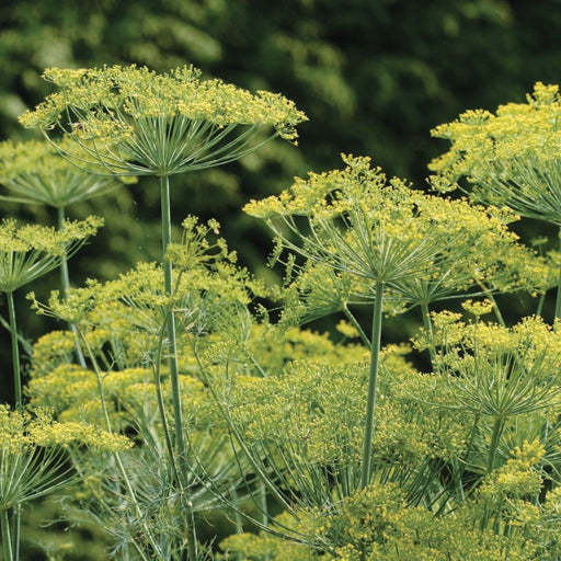Flowering dill plants with bright yellow umbel flowers and green feathery leaves in a herb garden.