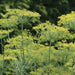 Vibrant dill plants with yellow flower umbels and feathery green foliage thriving in a garden.