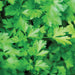 Fresh green parsley leaves, vibrant culinary herb close-up. Healthy garden ingredient for cooking and garnishing.