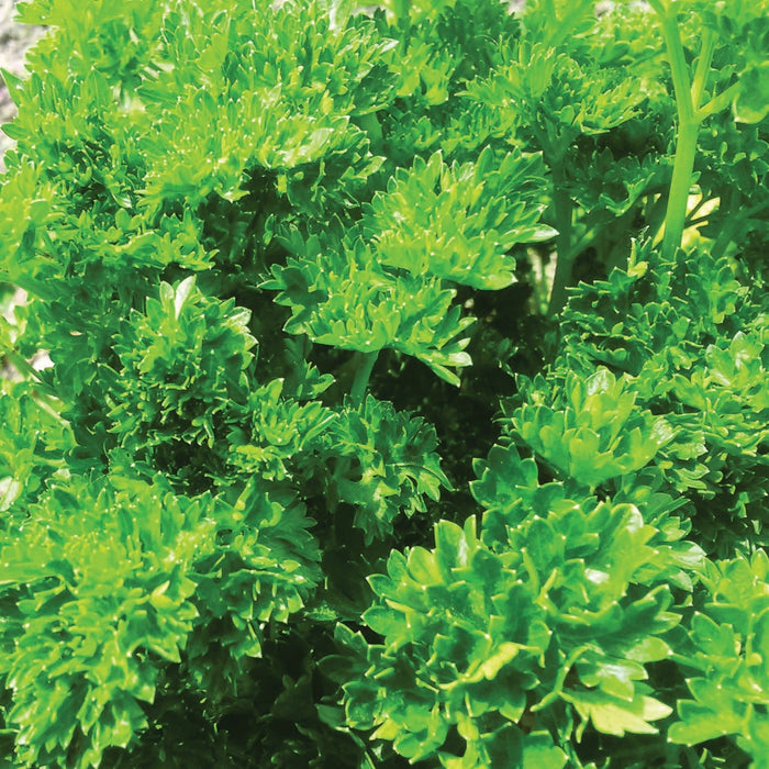 Lush green curly parsley plant, fresh aromatic herb for cooking and garnish.