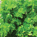 Lush green curly parsley plant, fresh aromatic herb for cooking and garnish.