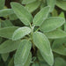Fresh green sage herb plant with textured, fuzzy leaves. Culinary and medicinal garden plant.