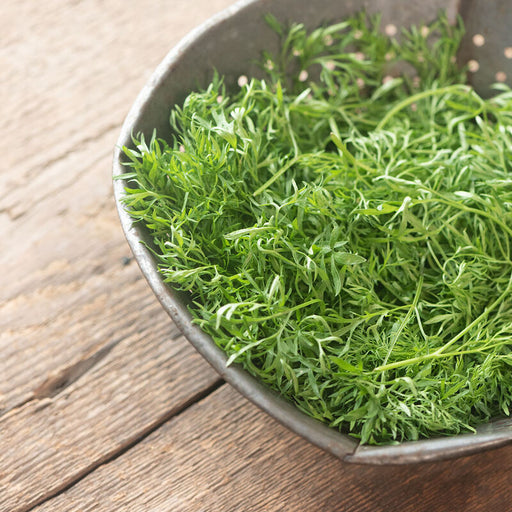 Fresh green tarragon in a vintage metal colander on rustic wood. Aromatic herb for healthy cooking.