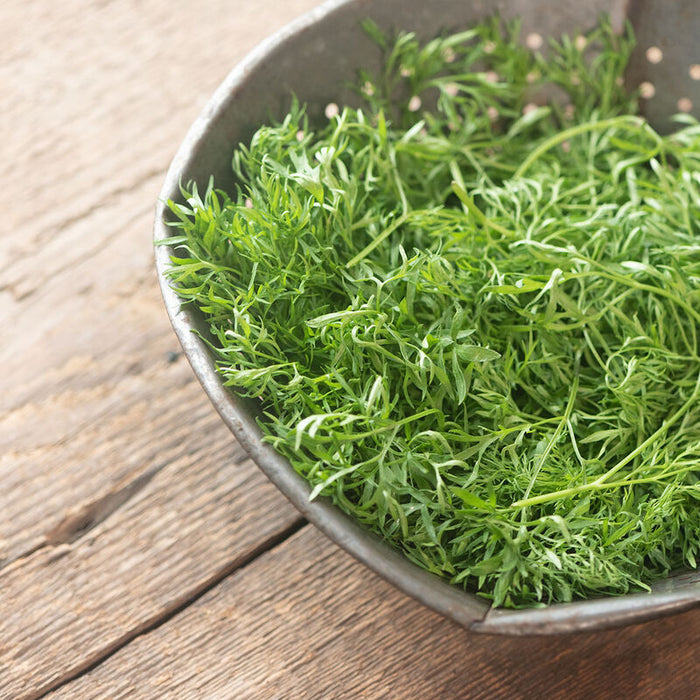 Fresh green tarragon in a vintage metal colander on rustic wood. Aromatic herb for healthy cooking.