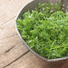 Fresh green tarragon in a vintage metal colander on rustic wood. Aromatic herb for healthy cooking.