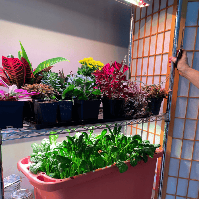 Colorful potted plants, succulents, and spinach grow under LED lights on a metal shelf. Hand with scissors by shoji screen.