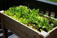 Vibrant lettuce, spinach, and mixed greens thriving in a wooden raised garden bed on a deck.