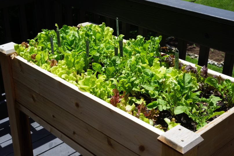Vibrant lettuce, spinach, and mixed greens thriving in a wooden raised garden bed on a deck.