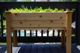 Elevated cedar raised garden bed brimming with fresh lettuce, spinach, and spring mix on a deck.