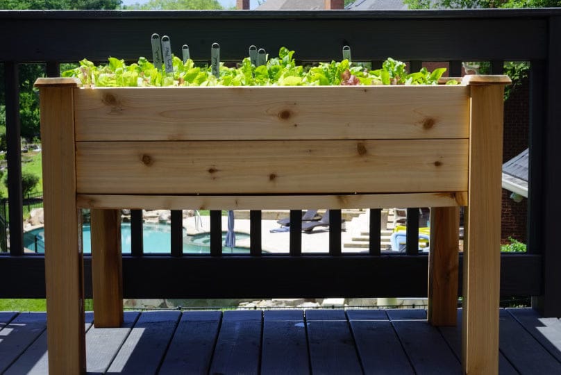 Elevated cedar raised garden bed brimming with fresh lettuce, spinach, and spring mix on a deck.