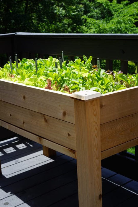 Elevated wooden raised garden bed on a deck, growing vibrant green lettuce and fresh salad greens with plant markers.