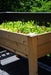 Elevated wooden raised garden bed on a deck, growing vibrant green lettuce and fresh salad greens with plant markers.