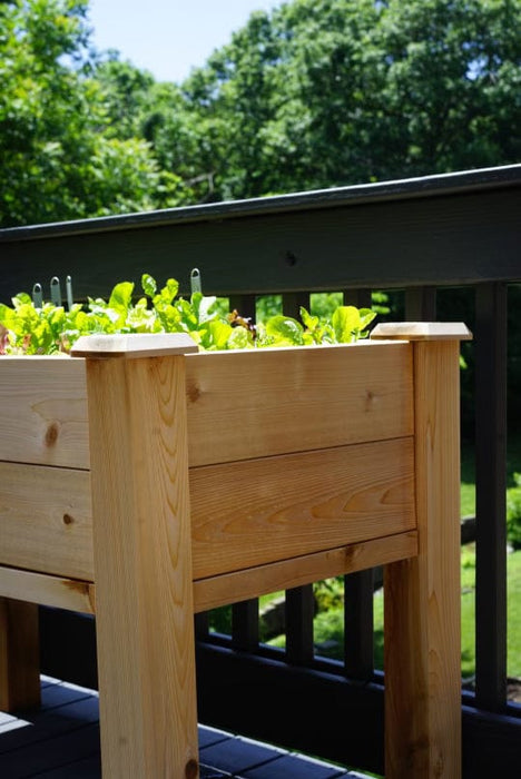 Elevated wooden garden bed on a deck, filled with vibrant green lettuce. Ideal for small space container gardening.
