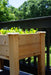 Elevated wooden garden bed on a deck, filled with vibrant green lettuce. Ideal for small space container gardening.