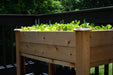 Fresh green lettuce and mixed greens growing in a wooden raised planter on a sunny deck. Container vegetable garden.