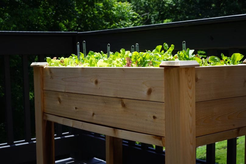 Fresh green lettuce and mixed greens growing in a wooden raised planter on a sunny deck. Container vegetable garden.
