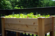 Wooden raised garden bed on a deck, thriving with fresh green lettuce and mixed salad greens. Perfect for small space gardening.