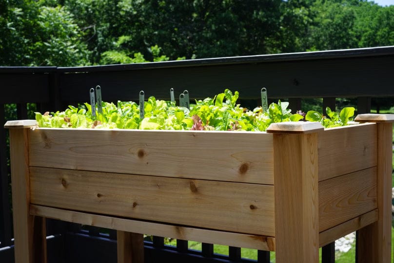 Wooden raised garden bed on a deck, thriving with fresh green lettuce and mixed salad greens. Perfect for small space gardening.