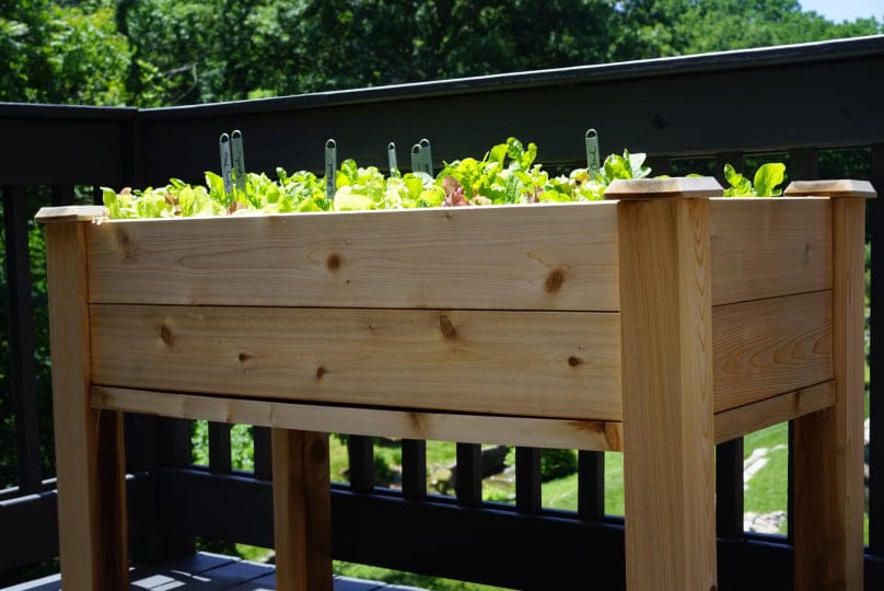 Cedar raised garden bed on a deck with fresh lettuce and leafy greens. Ideal for patio container gardening.