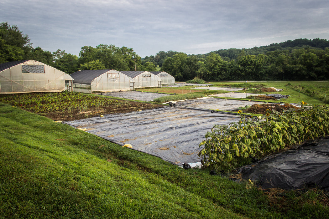 Farm with hoop houses, rows of beets, onions, sunflowers, and plastic mulch for weed control.