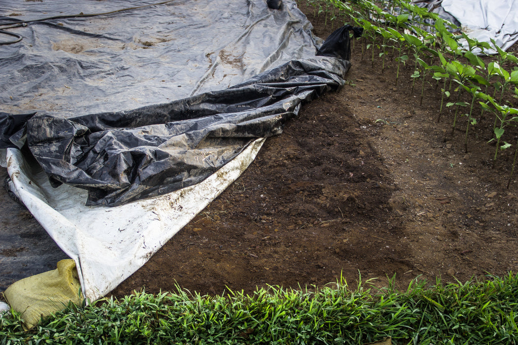 Agricultural field with young plants, black and white plastic mulch, bare soil, and green grass.