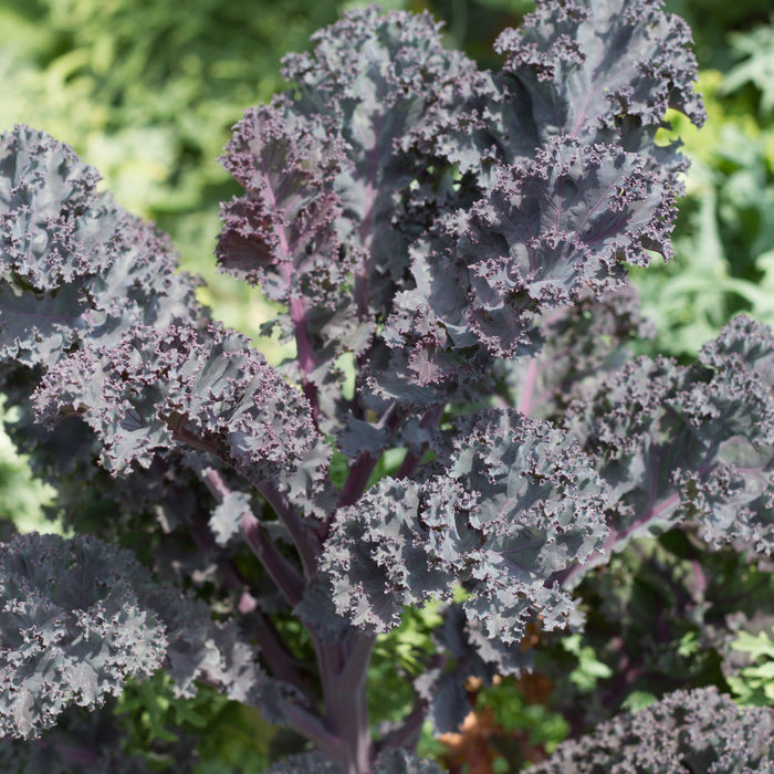 Vibrant purple curly kale plant with deeply ruffled leaves in a garden. Fresh, healthy, edible vegetable.