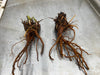 Bare root rhizome divisions, one with green shoots, displaying strong root systems for planting and propagation.