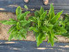 Healthy comfrey plants on black weed barrier in dry garden soil. Gardener's feet visible.
