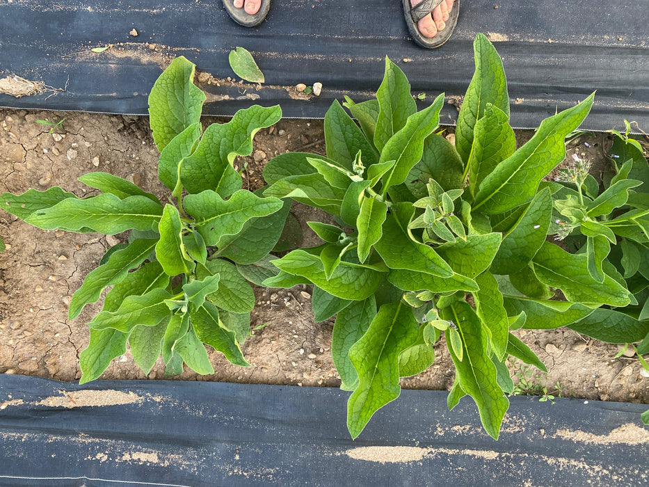 Healthy comfrey plants on black weed barrier in dry garden soil. Gardener's feet visible.