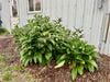 Vibrant green comfrey plant with small pink bell flowers blooming in a mulched garden bed next to a white building.