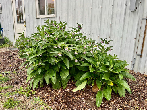 Vibrant green comfrey plant with small pink bell flowers blooming in a mulched garden bed next to a white building.