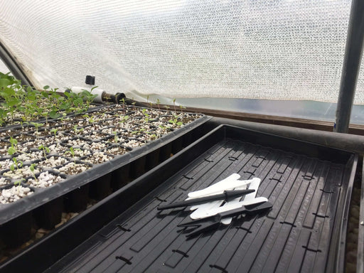 Greenhouse propagation: young plant seedlings in trays with perlite, plant markers ready for gardening.